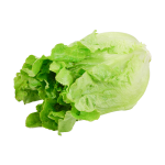 Green Ve Cabbage